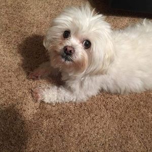 Meet your Posher, Jodi